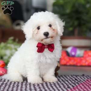 Nick, Bichon Frise Puppy